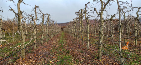 pruned apple orchard in winter in december image