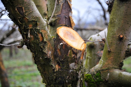 Fresh pruned apple branch in winter image
