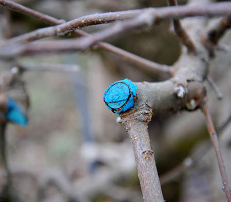 pruned and protected apple tree in an orchard.