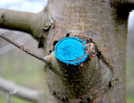 pruned and protected apple tree in an orchard.の写真素材