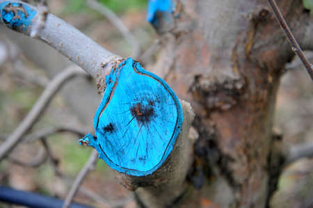 pruned and protected apple tree in an orchard.の写真素材