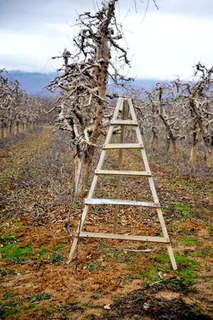 winter season. wooden ladder to pruning apple trees in an orchard.の写真素材