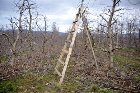ladder at a fresh pruned apple orchard/