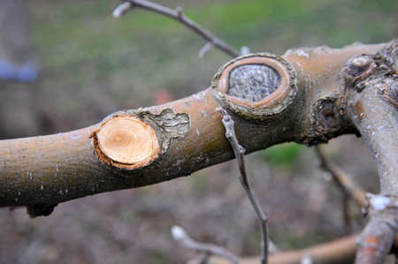 pruned apple branches after winter pruning in januaryの写真素材