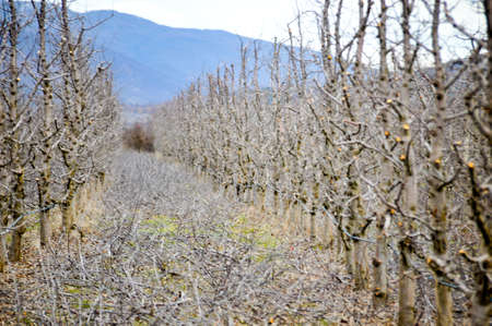 pruned apple orchard in winter,shallow dof image