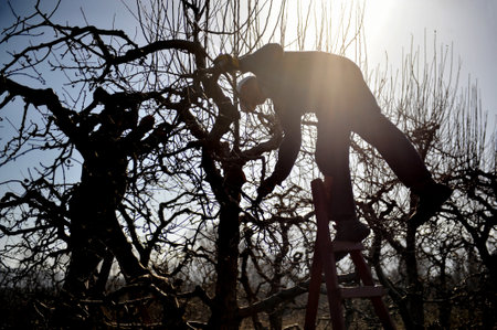 RESEN, MACEDONIA. FEBRUARY 27, 2021- Farmers pruning apple tree in orchard in Resen, Prespa,...