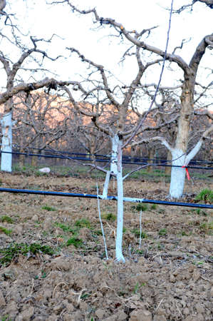 apple trees protected with bordeaux mix,blossoming orchard.