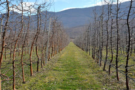 row of fresh pruned apple trees in an orchard in march.の写真素材