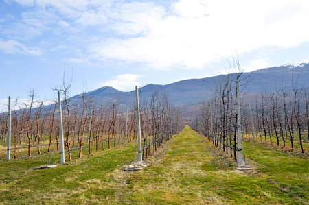 row of fresh pruned apple trees in a modern orchard in march.の写真素材