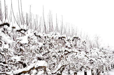 apple orchard covered with snow , winter season imageの写真素材