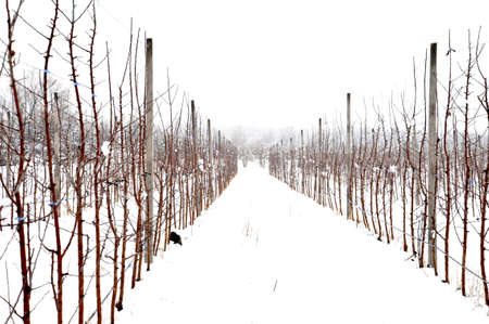 pruned apple orchard covered with snow , winter season imageの写真素材