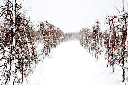 apple orchard covered with snow , winter season imageの写真素材