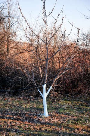 Cherry trees in march treated with Bordeaux mixture to combat mildew.の写真素材