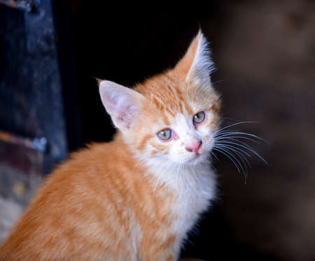 Little kitten in a basement . Tabby cat baby,mixed breed pet.の写真素材