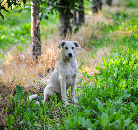 stray dog sitting on an apple orchard