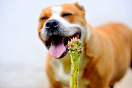 blooming sempervivum plant in front of smiling staffy dog.の写真素材