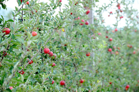 apples in orchard in the Fall ready for harvest.