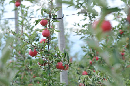 apples in orchard in the Fall ready for harvest.の写真素材