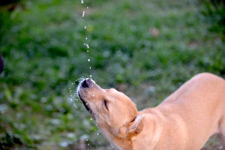 dog drinking water , falling waterdrops, refreshing .thirsty dog in summer.の写真素材