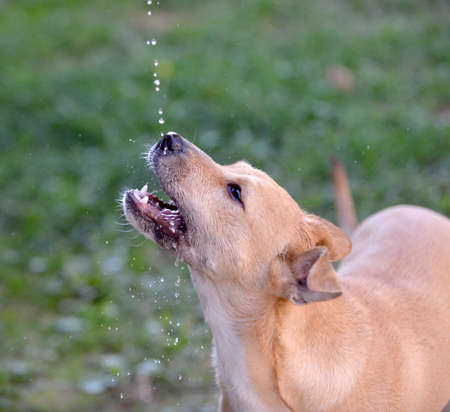 dog drinking water , falling waterdrops, refreshing .thirsty dog in summer.