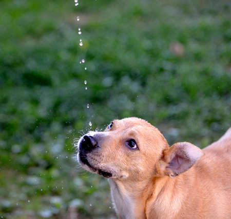 dog drinking water , falling waterdrops, refreshing .thirsty dog in summer.の写真素材