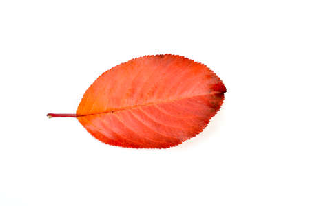 Fall leaf isolated on white backgroundの写真素材
