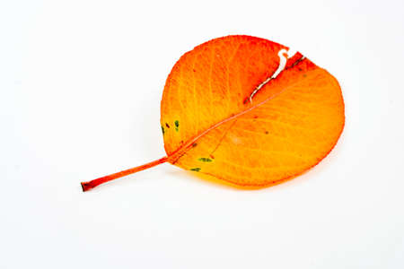 Fall leaf isolated on white backgroundの写真素材
