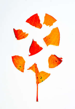 Fall leaf isolated on white backgroundの写真素材