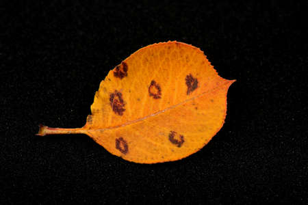 image of an autumn leaf,fall concept.の写真素材
