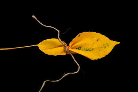 image of an autumn leaf,fall concept.