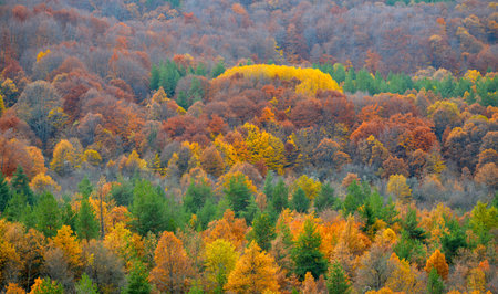Beautiful landscape , colors of autumn forest.の写真素材