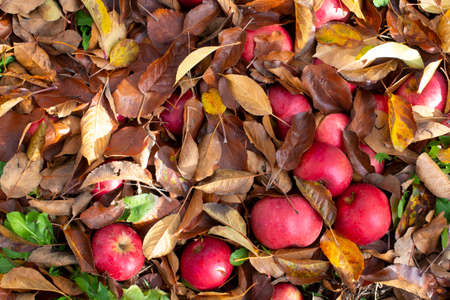 Apples fallen in an orchard autumn conceptの写真素材
