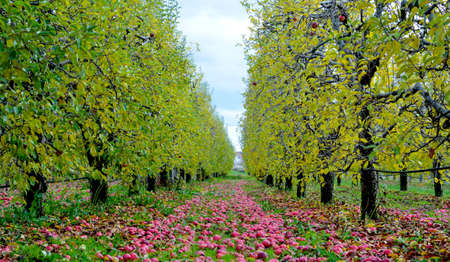 Apples fallen in an orchard autumn conceptの写真素材