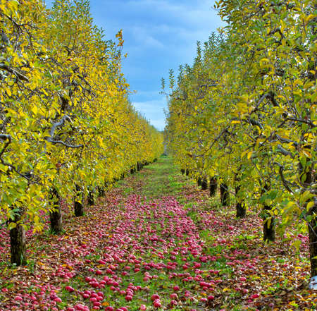 Apples fallen in an orchard autumn conceptの写真素材