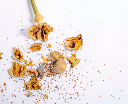 Opium Poppy head and seeds on white background.の写真素材