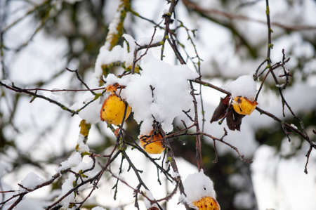 Winter apples trees with snow in an orchard .