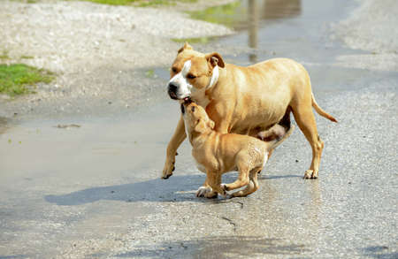 brown amstaff mother dog playing with puppy.の写真素材