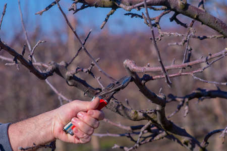 farmer pruning apple orchard on a sunny february dayの写真素材