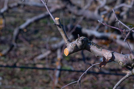 professional pruned apple tree in an orchard on a sunny february day