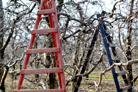 ladder in an apple orchard ready for pruning fruit trees in winter