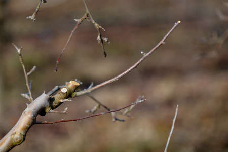 winter pruning of an apple tree in orchard, agriculture theme.