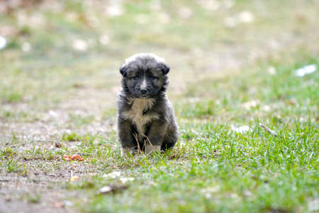 Portrait of little stray puppy. black homeless puppy dog sitting on street. loneliness and trust, care for abandoned animal, animal protection, world animal day concept.の写真素材