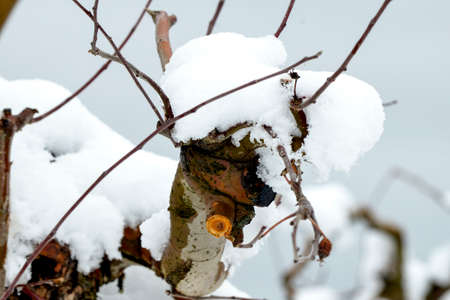 Fresh pruned apple branch in winter under the snow.