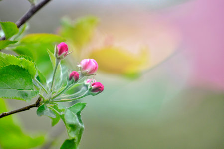 apple orchard with blooming apple trees. Apple garden in sunny spring day. Countryside at spring...