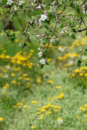 apple orchard with blooming apple trees. Apple garden in sunny spring day. Countryside at spring...
