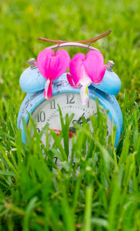Bleeding heart flower on an alarm clock.