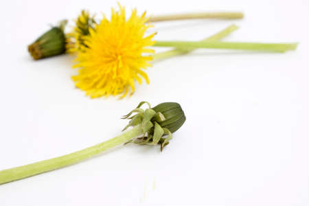 dandelion herb flower pictured in studio on white background.の写真素材