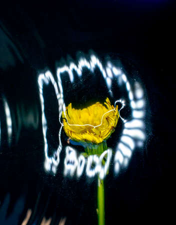 spring dandelion flower in a water with reflections of a led flash.