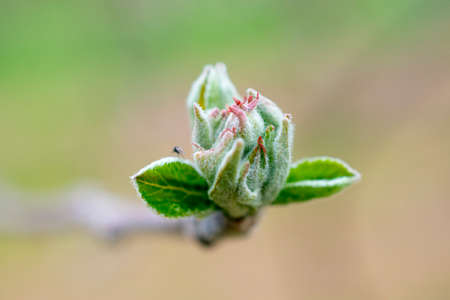 apple flower in spring, new life and growth concept.の写真素材