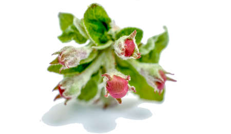 unopened flower , blossom of apple on a white background in studio.の写真素材